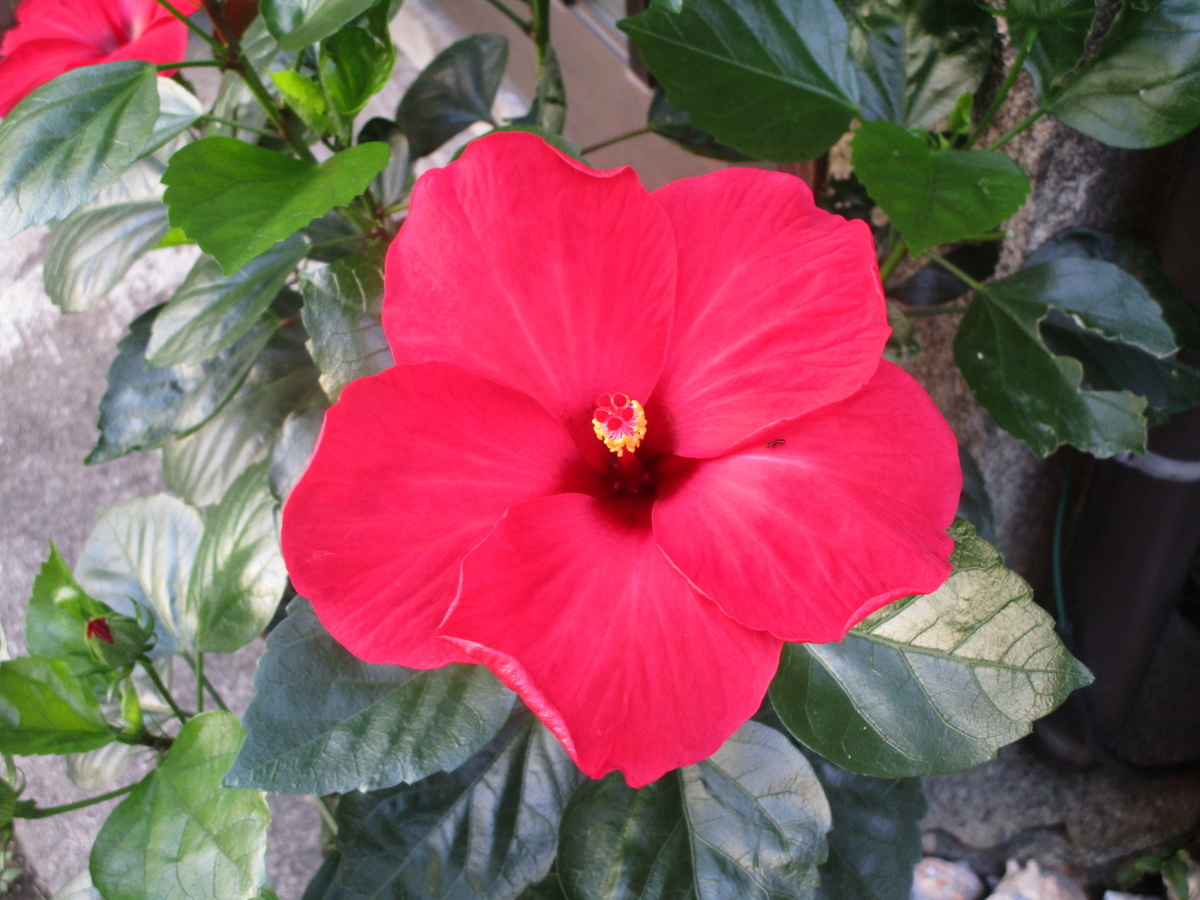 f:id:ricorice:20210822145822j:plain