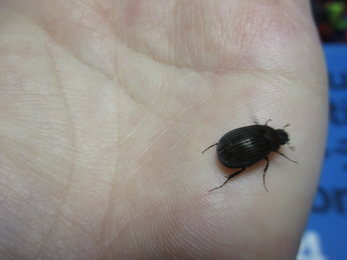 f:id:ricorice:20210828143924j:plain