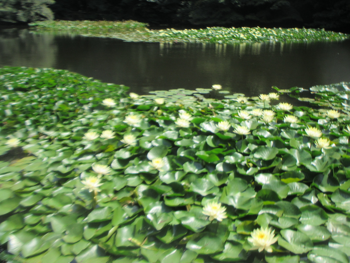 f:id:ricorice:20210903220255j:plain