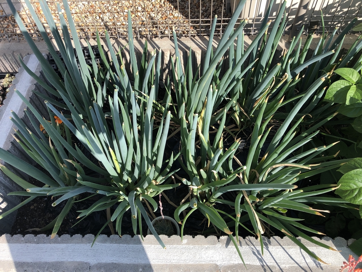 f:id:ridanbijo:20190505140042j:plain f:id:ridanbijo:20190505140042j:plain