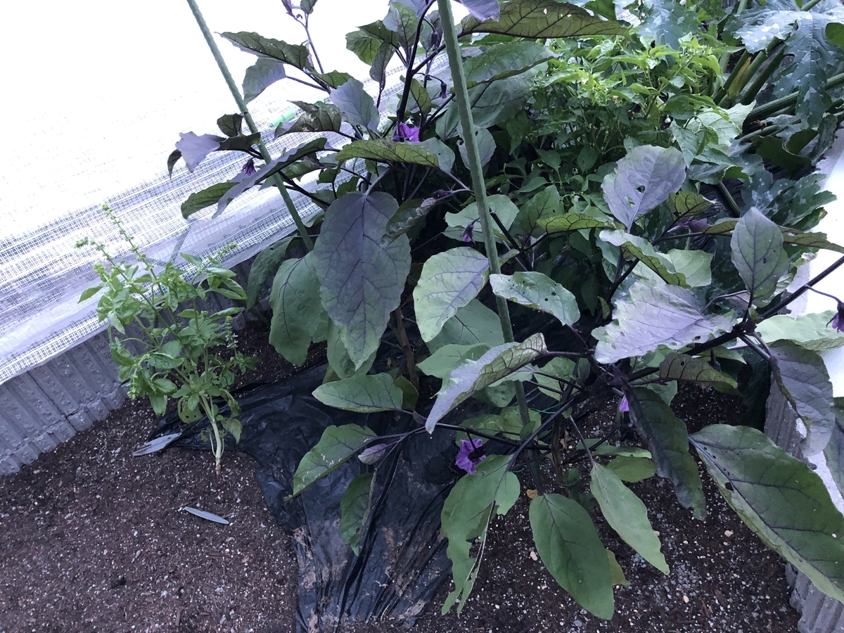 f:id:ridanbijo:20190629200604j:plain f:id:ridanbijo:20190629200604j:plain