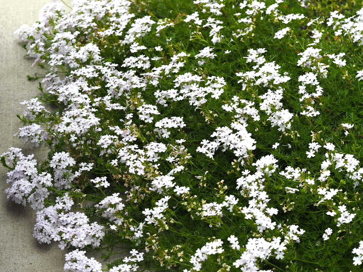 f:id:ridanbijo:20200810135755j:plain f:id:ridanbijo:20200810135755j:plain