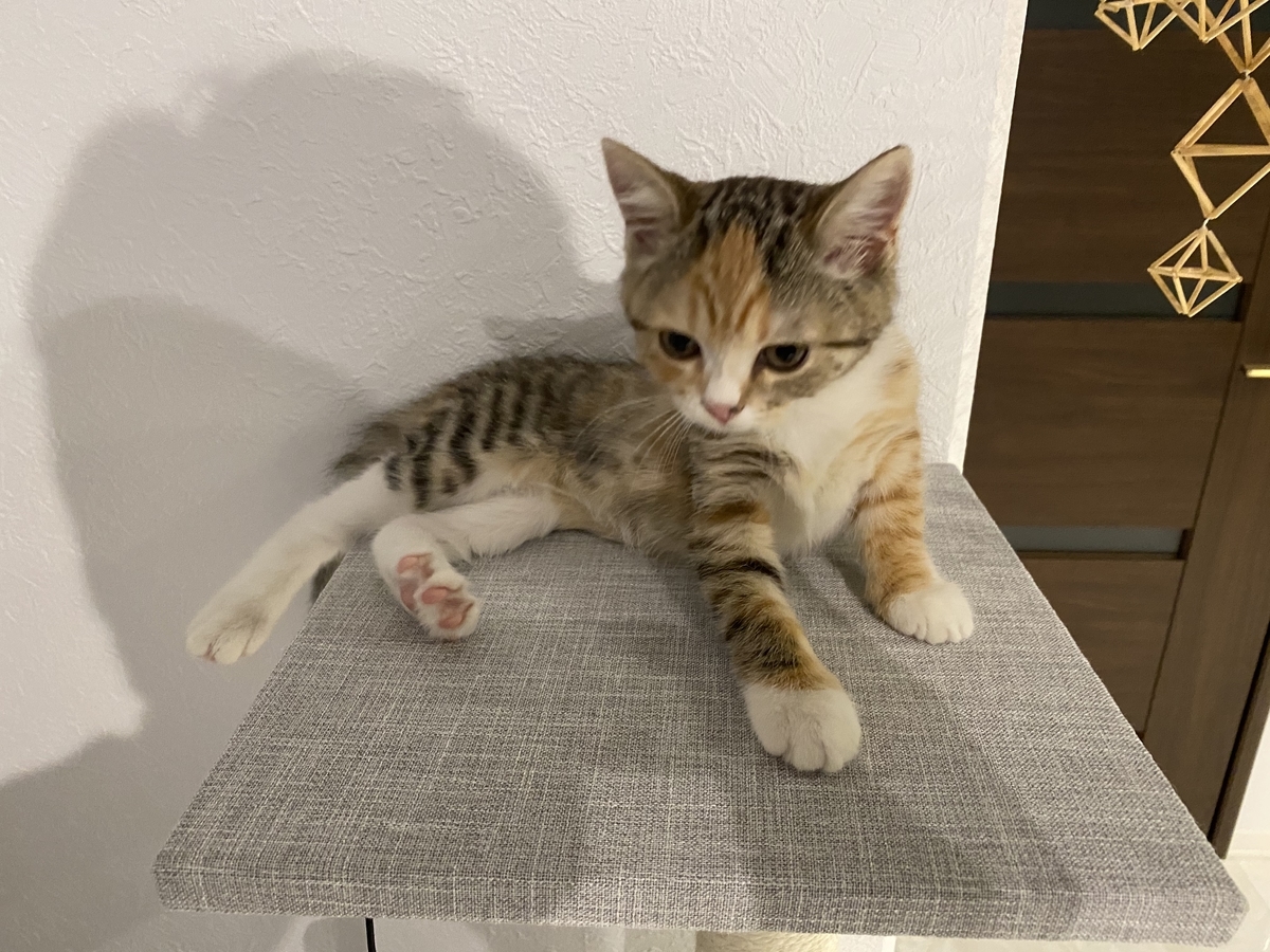 f:id:ridanbijo:20210121212612j:plain