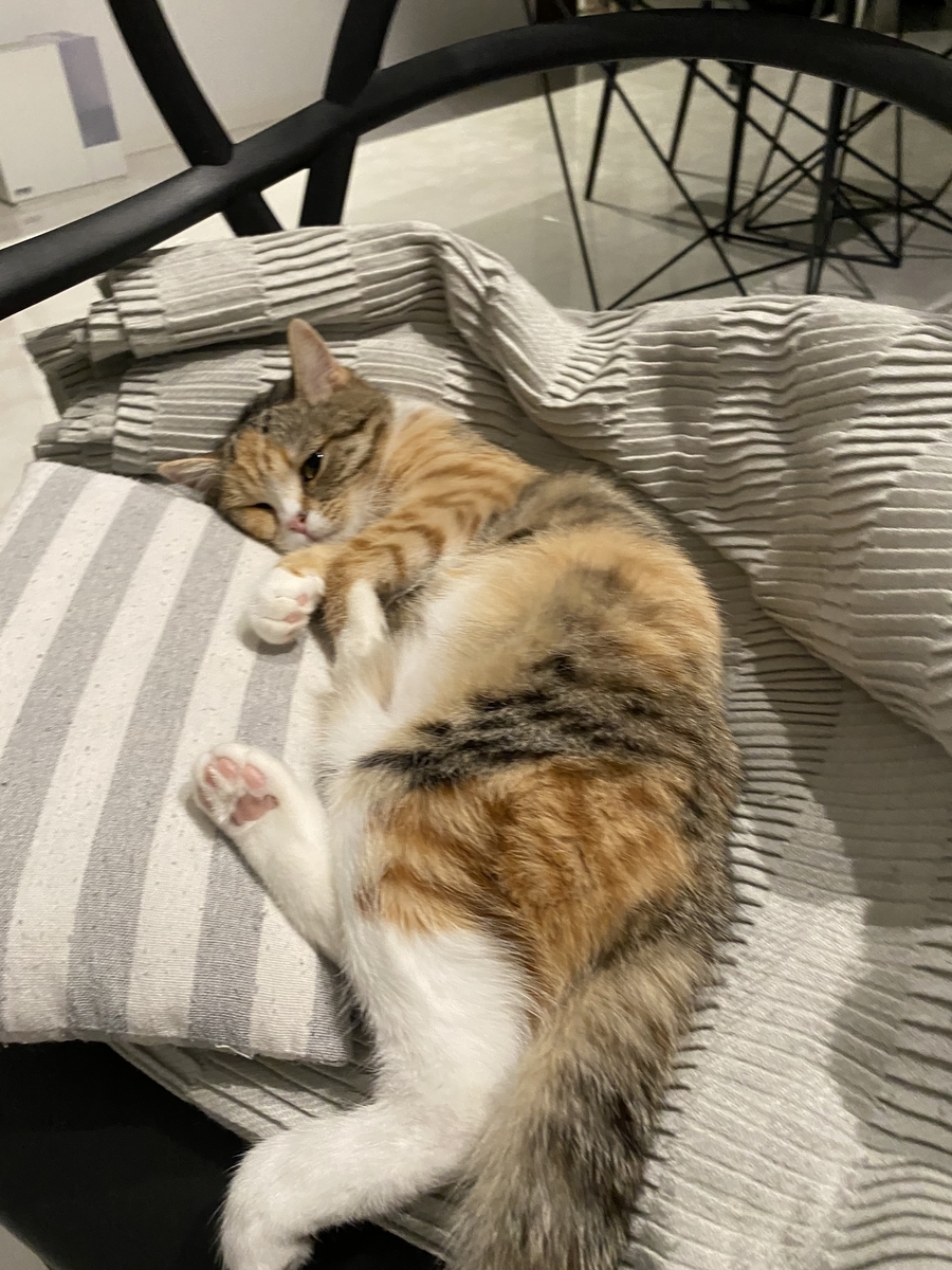 f:id:ridanbijo:20210307192103j:plain