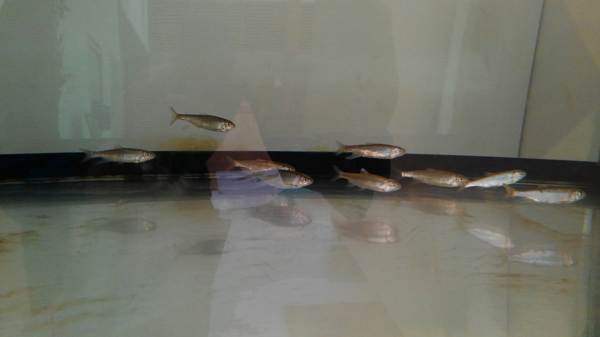 f:id:ridgeww:20190611203207j:plain f:id:ridgeww:20190611203207j:plain