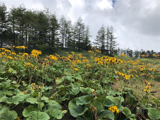 f:id:ridgeww:20200827230939j:image f:id:ridgeww:20200827230939j:image