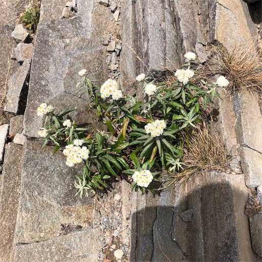 f:id:ridgeww:20200827231114j:image f:id:ridgeww:20200827231114j:image