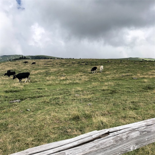 f:id:ridgeww:20200828144157j:image f:id:ridgeww:20200828144157j:image