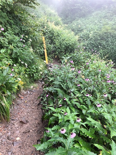 f:id:ridgeww:20200903202641j:image