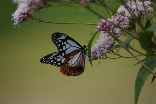 f:id:ridgeww:20201008104516j:image f:id:ridgeww:20201008104516j:image