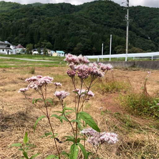 f:id:ridgeww:20201008133842j:image f:id:ridgeww:20201008133842j:image