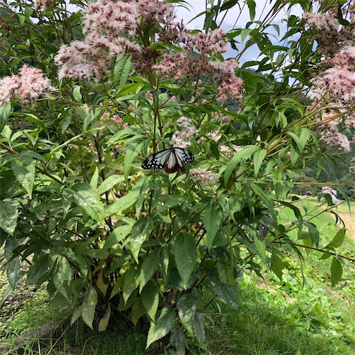 f:id:ridgeww:20201008134219j:image f:id:ridgeww:20201008134219j:image