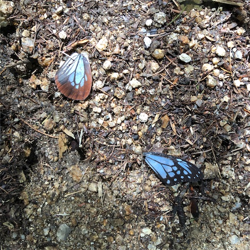 f:id:ridgeww:20201008162212j:image f:id:ridgeww:20201008162212j:image