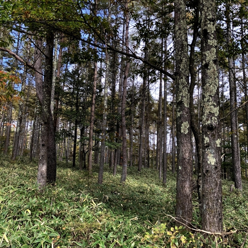 f:id:ridgeww:20201017111717j:plain