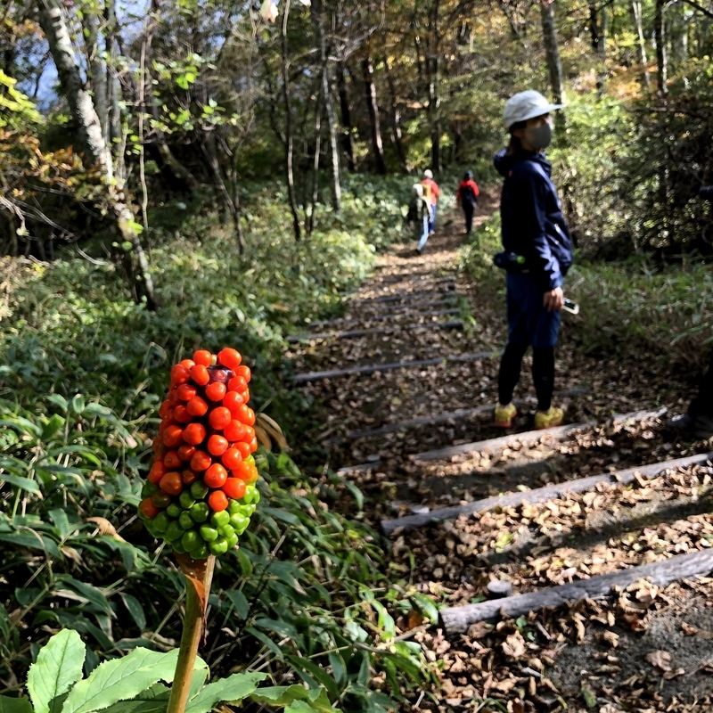 f:id:ridgeww:20201017112440j:plain