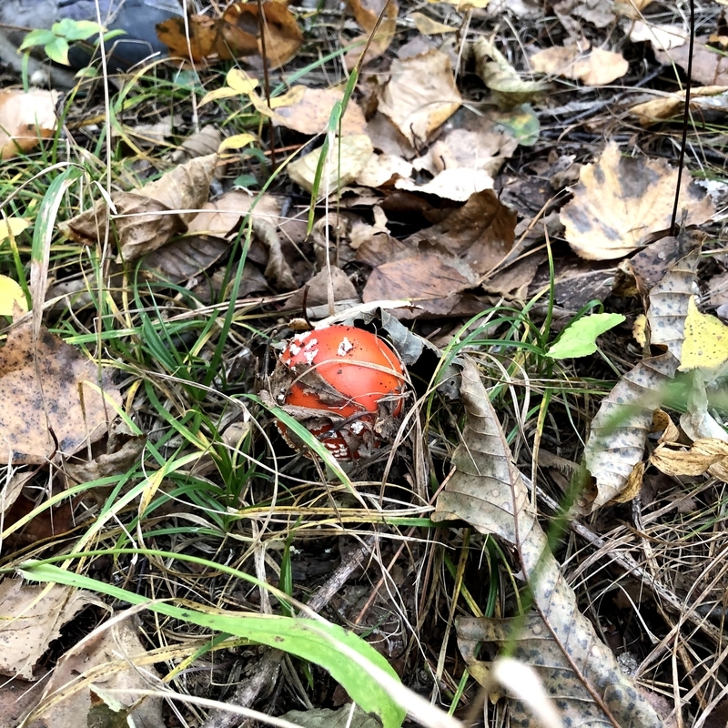 f:id:ridgeww:20201017114041j:plain