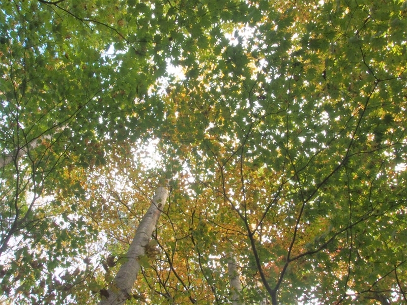 f:id:ridgeww:20201017114833j:plain