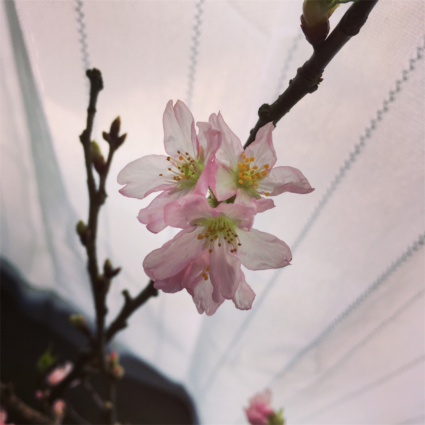 f:id:rieco-0425:20180204172834j:image