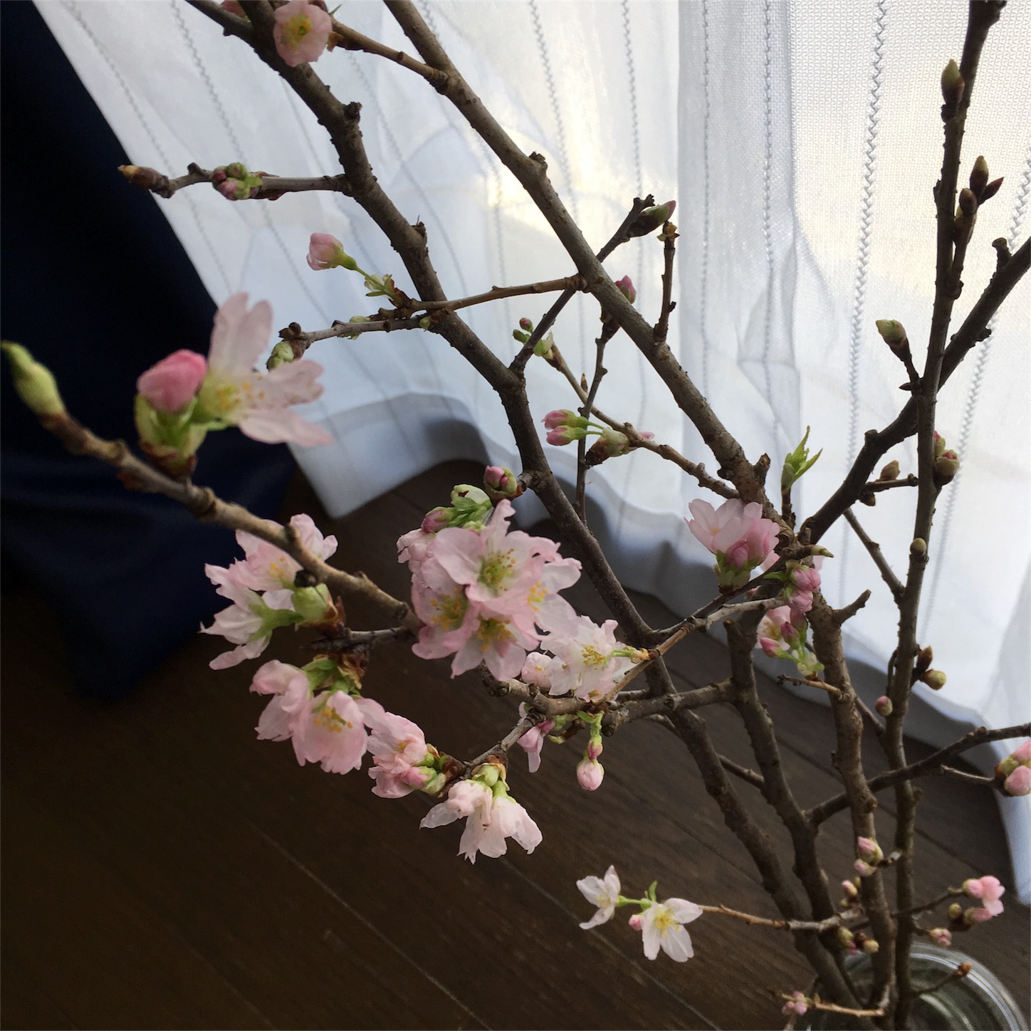 f:id:rieco-0425:20180204173730j:image