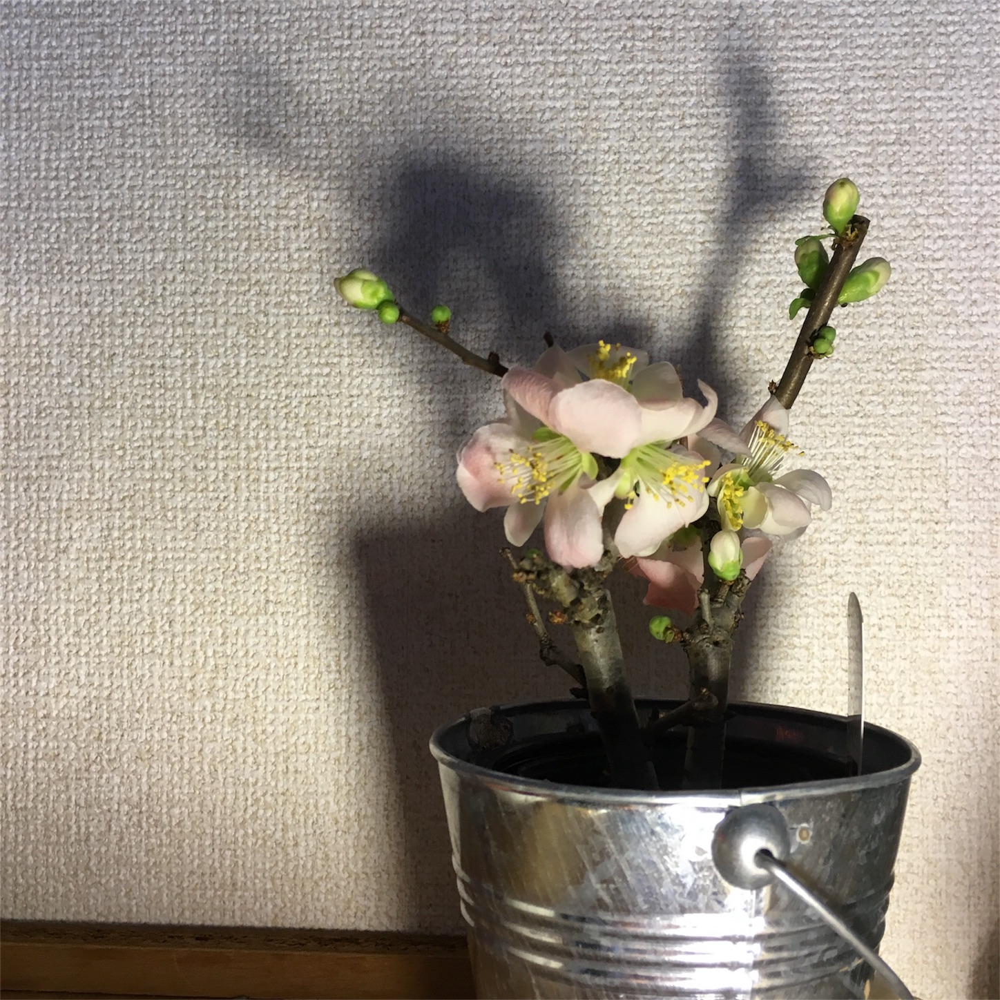 f:id:rieco-0425:20180205154947j:image