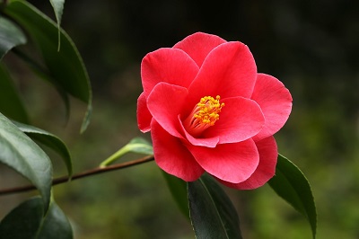 お墓や仏壇などにお供えしていいお花 悪いお花 開運 Simple Life