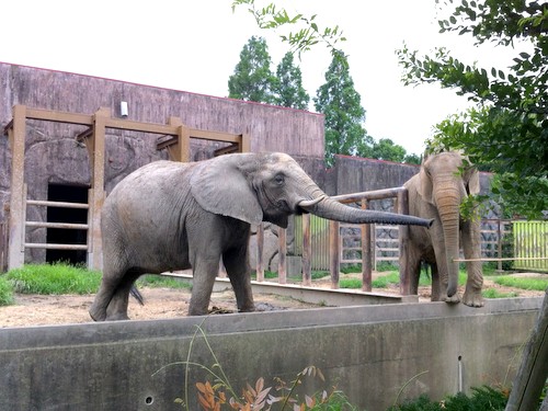 東武動物公園 動物園 東京 埼玉