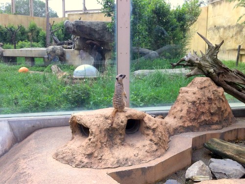東武動物公園 動物園 東京 埼玉