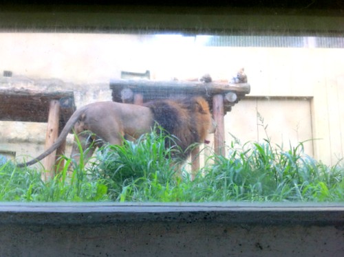 東武動物公園 動物園 東京 埼玉
