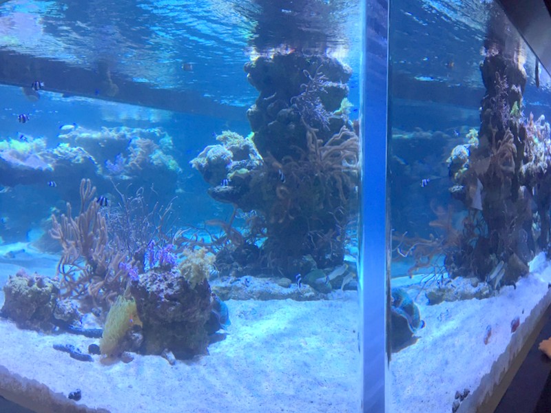 すみだ水族館 おすすめ 2019 f:id:riekoand:20190814073412j:plain