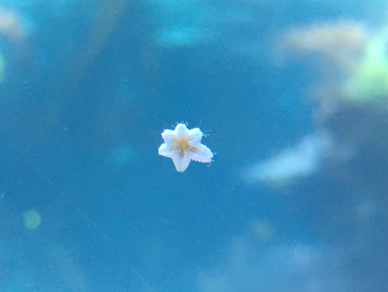 すみだ水族館 おすすめ 2019 f:id:riekoand:20190814073433j:plain