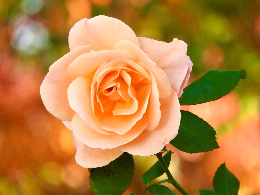 f:id:riekoapple:20200611150002j:image f:id:riekoapple:20200611150002j:image