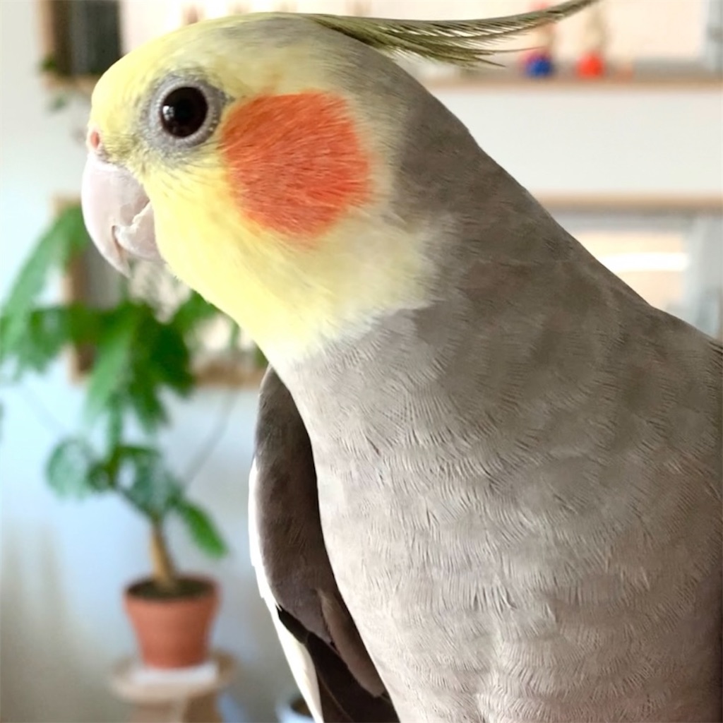 f:id:riekoh:20210128183559j:image