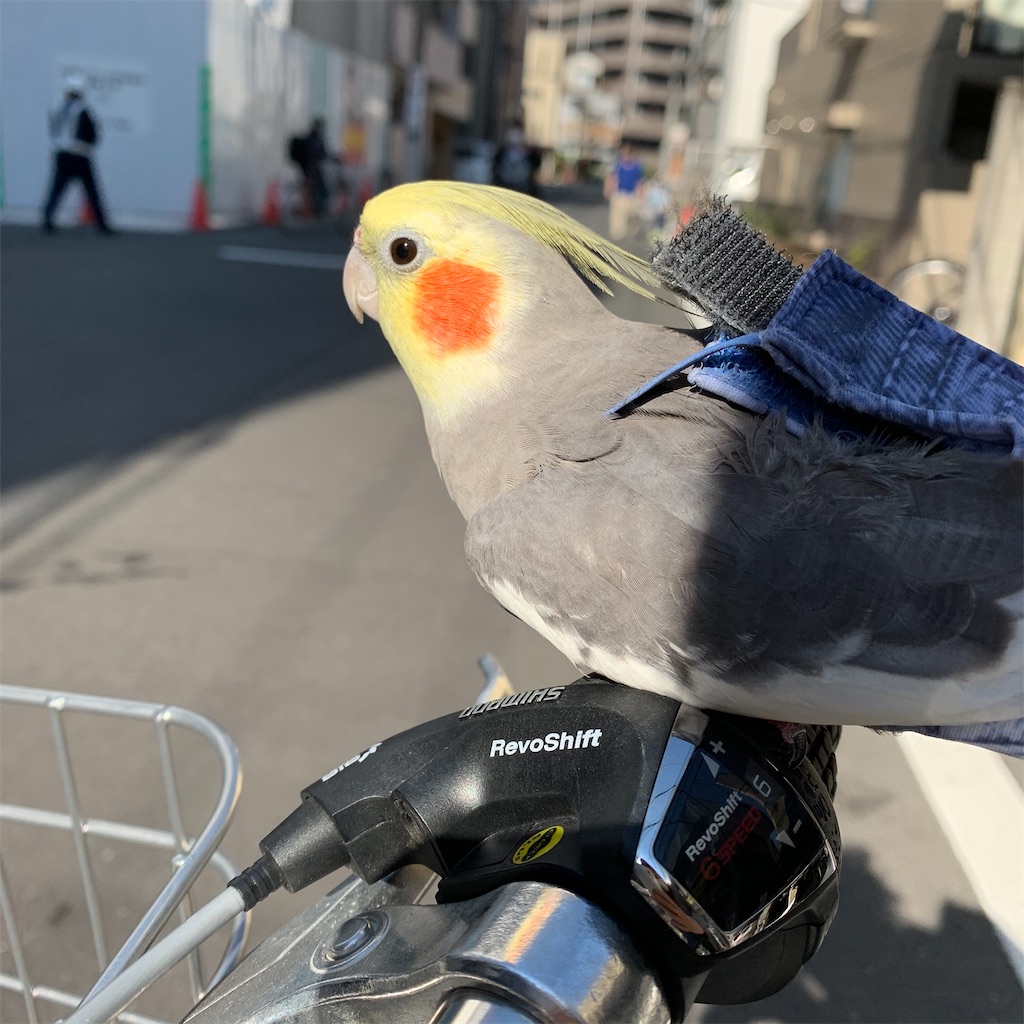 f:id:riekoh:20210128185314j:image