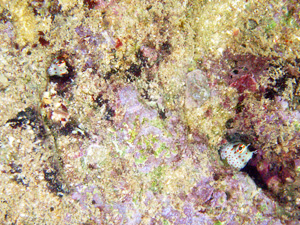 f:id:rifie:20111216052020j:image