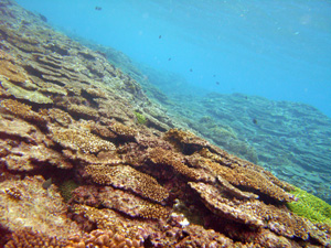 f:id:rifie:20111216052041j:image