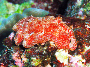 f:id:rifie:20111216052042j:image