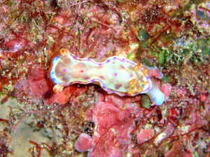 f:id:rifie:20111216052043j:image