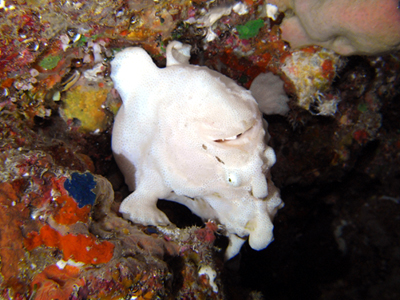 f:id:rifie:20140520061930j:image