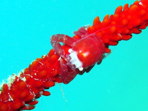 f:id:rifie:20170309143955j:image