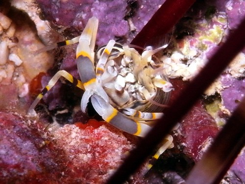 f:id:rifie:20170309143956j:image