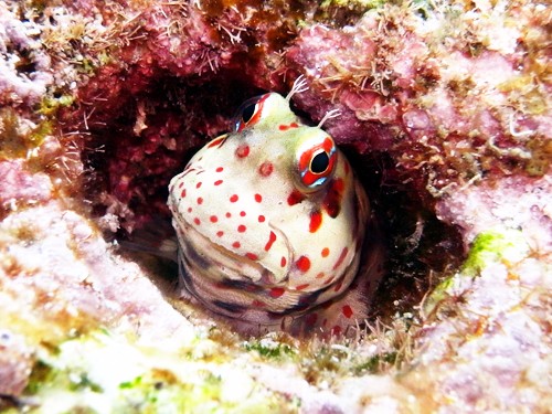 f:id:rifie:20170405062933j:image