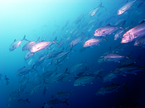 f:id:rifie:20170619052220j:image