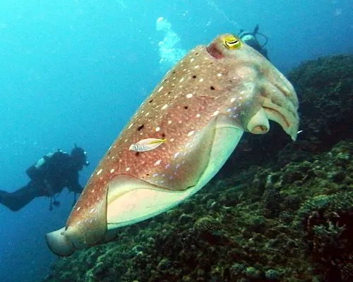 f:id:rifie:20190325050527j:plain