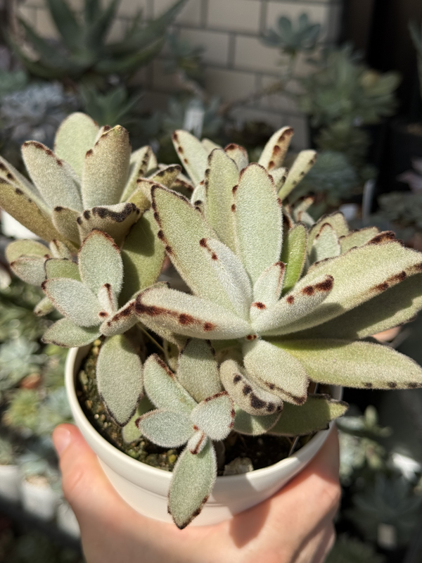 ベランダの植物たち