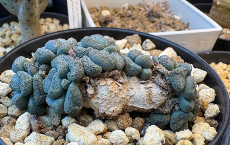 フィロボリス・アマビレ