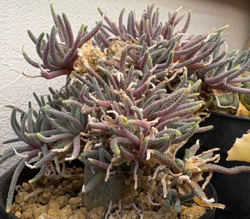 コノフィツム・レスルゲンス