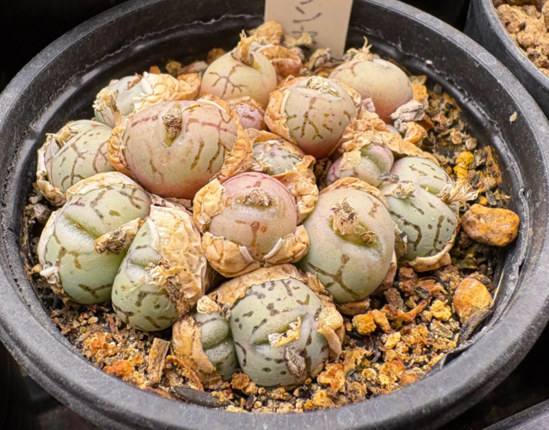 アロイノプシス・スクーネーシー