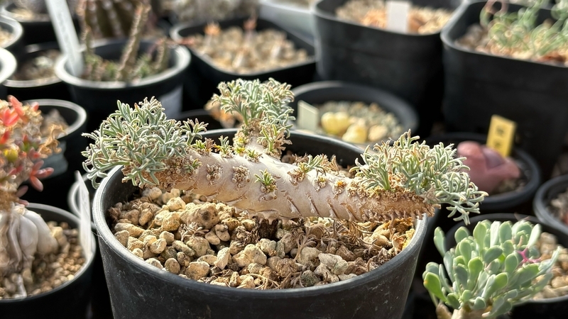 comさんの推し植物1