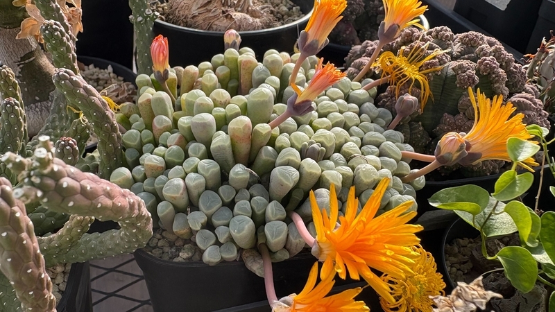 comさんの推し植物2