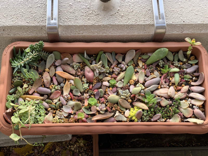 葉挿しで増やした植物